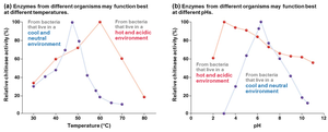 Temperature and enzyme activity