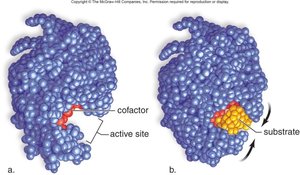 Cofactor and substrate binding to enzyme