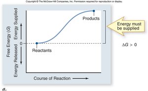 Endergonic reaction graph: energy must be supplied