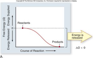 Exergonic reaction graph: energy is released