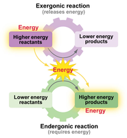Exergonic vs. endergonic reaction comparison