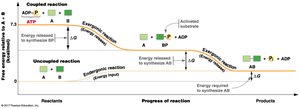 Coupled reactions: ATP hydrolysis drives synthesis