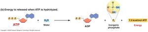 ATP hydrolysis releases energy
