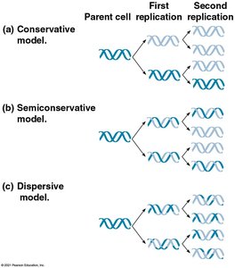 Models of DNA replication: conservative, semiconservative, dispersive