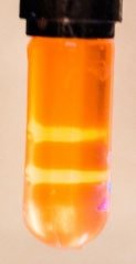 Centrifuge tube showing DNA bands of different densities