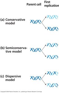 Replication models and experimental results after second replication