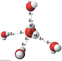 Hydrogen bonding between water molecules