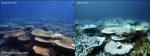 Coral reef before and after bleaching