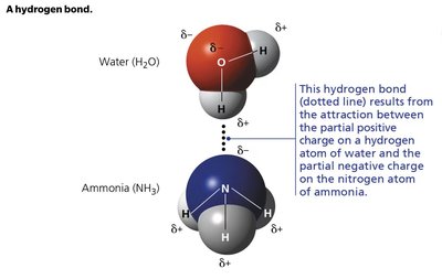 Hydrogen bond diagram