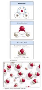 Hydrogen bonds between water molecules