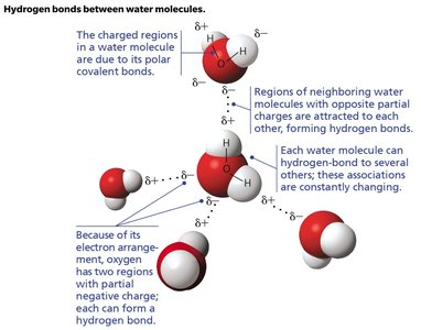Hydrogen bonds between water molecules