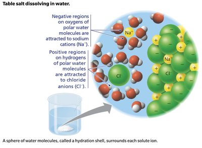 Polar molecules dissolving in water