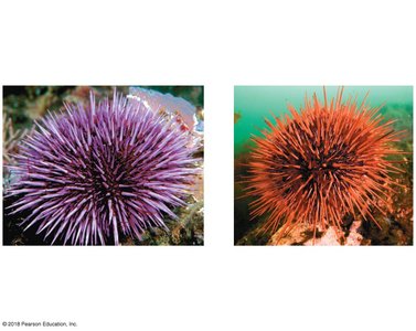 Gametic isolation in sea urchins