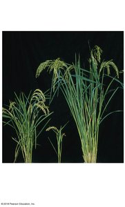 Hybrid breakdown in rice plants