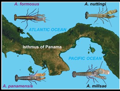 Allopatric speciation in snapping shrimp