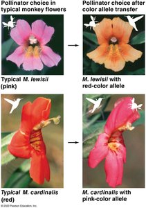 Sympatric speciation diagram