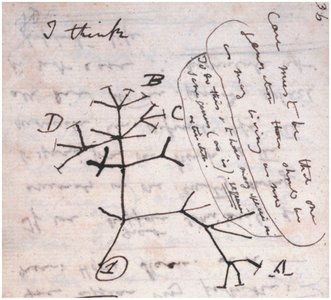 Darwin's sketch of the tree of life