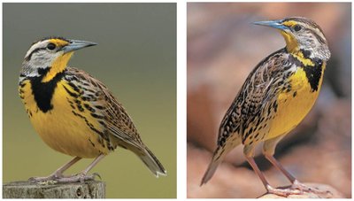 Eastern and western meadowlarks