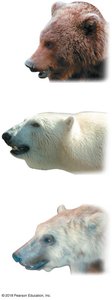 Grizzly bear, polar bear, and hybrid grolar bear