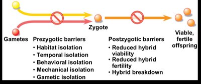 Diagram of prezygotic and postzygotic barriers
