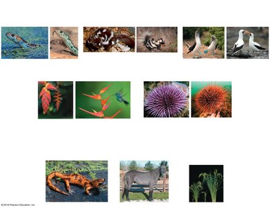 Examples of reproductive barriers