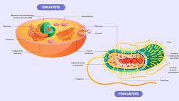 Diagram comparing eukaryotic and prokaryotic cells