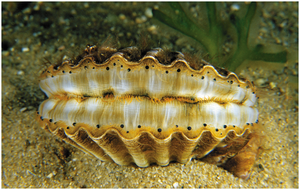 Bivalvia: clam