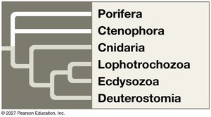 Phylogeny of major animal groups