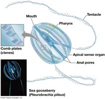 Anatomy of a sea gooseberry (Pleurobrachia pileus)