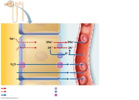 Mechanisms of reabsorption by PCT cells