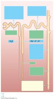 Summary of tubular reabsorption and secretion in different nephron segments