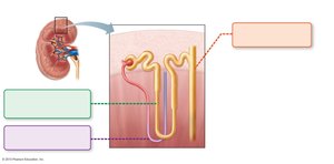Juxtamedullary nephrons and the osmotic gradient in the renal medulla