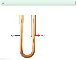 Countercurrent multiplier properties of the nephron loop