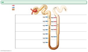 Osmolality changes along the nephron loop