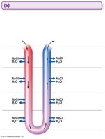 Vasa recta as countercurrent exchangers
