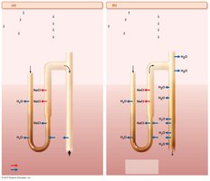 Mechanism for forming dilute or concentrated urine under ADH control