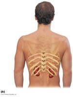 Posterior view showing the position of the kidneys relative to the ribs and spine