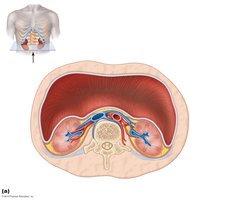 Cross-sectional anatomy showing the kidneys' position and supportive tissues