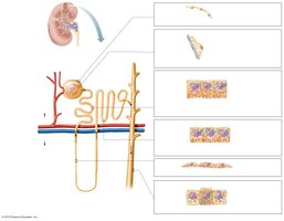 Diagram of a nephron showing the renal corpuscle, tubules, and associated cells