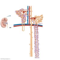 Comparison of cortical and juxtamedullary nephrons and their blood supply