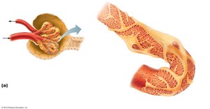 Structure of the filtration membrane in the renal corpuscle