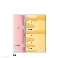 Three layers of the filtration membrane