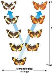 Diagram of divergent evolution in butterflies