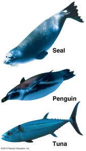 Seal, penguin, and tuna showing convergent evolution