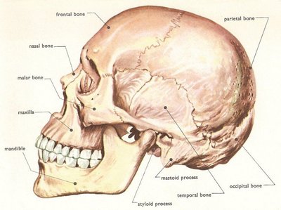 Human skull anatomy