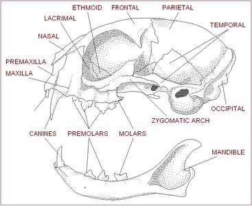Primate skull anatomy