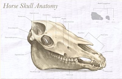 Horse skull anatomy