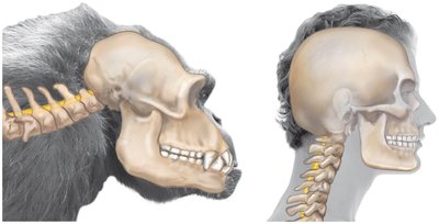Comparison of spinal cord exit angle in chimpanzee and human