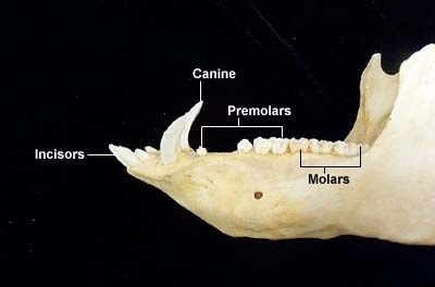 Labeled mammalian jaw showing incisors, canines, premolars, and molars