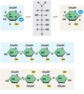 Alpha and beta glucose, starch and cellulose linkages